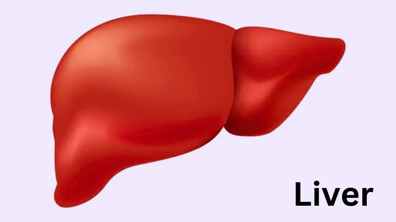 Liver